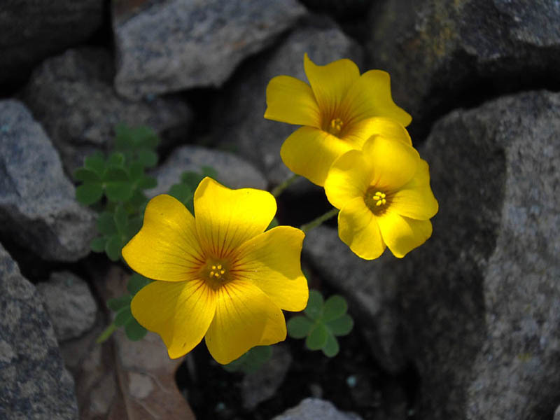 Oxalis perdicaria photo